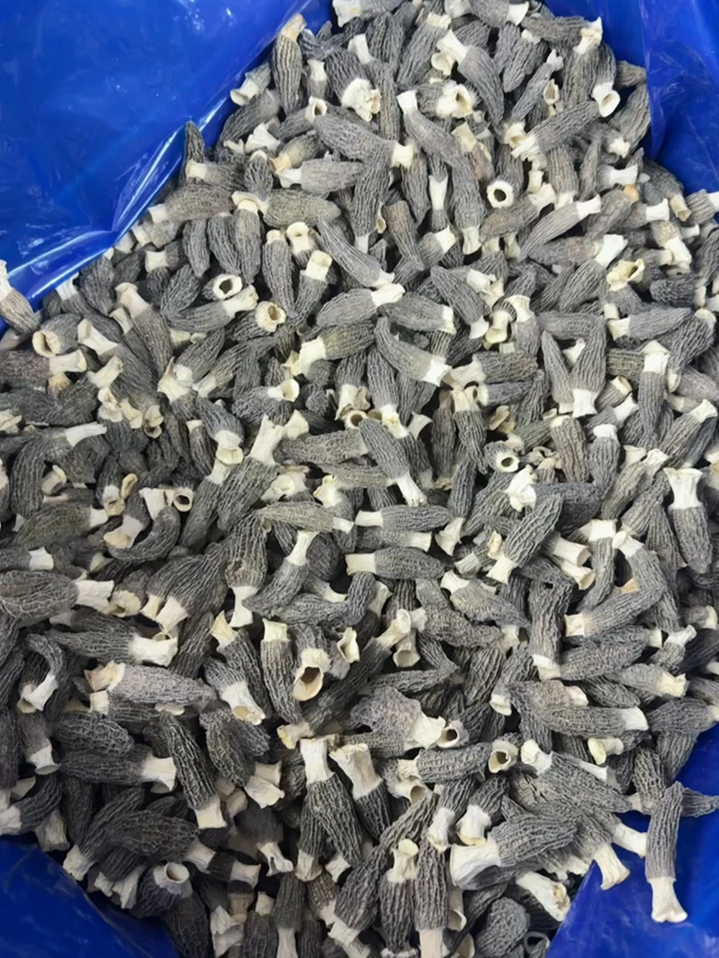 半野羊肚菌煲汤必备