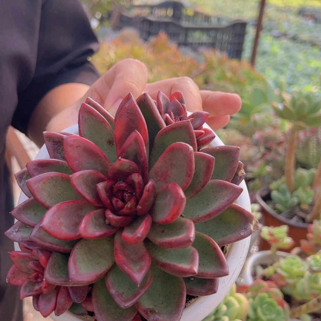 丰沛玫瑰大单头带仔