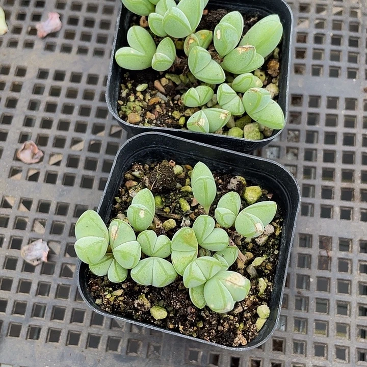 碧玉连带盆土发货