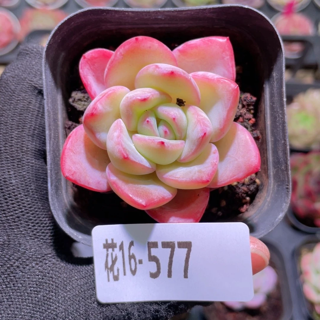 花利美16-577草莓泡芙
