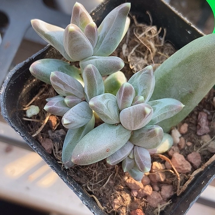 多肉植物乌拉克拉916