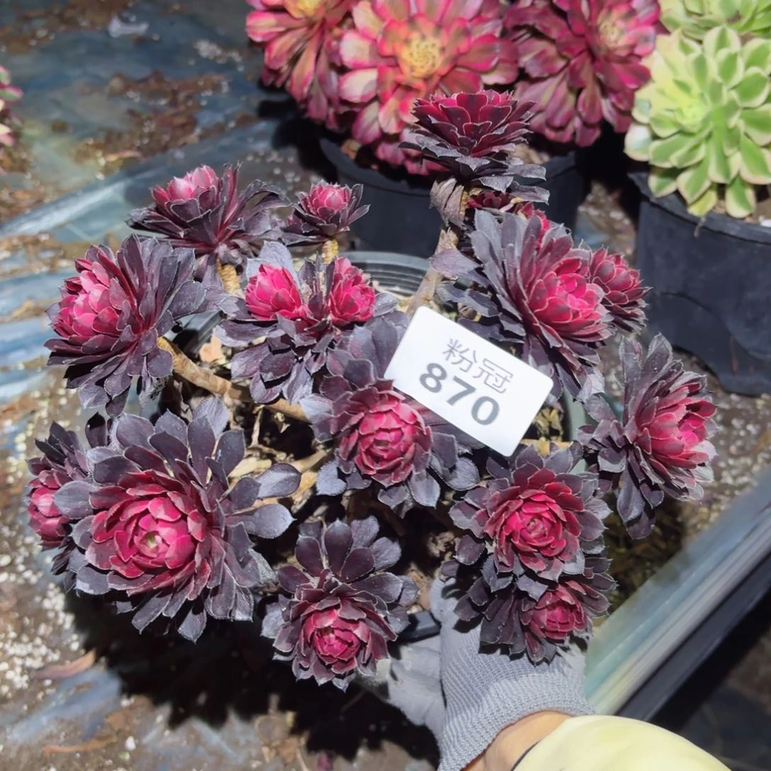 870粉冠园艺法师锦