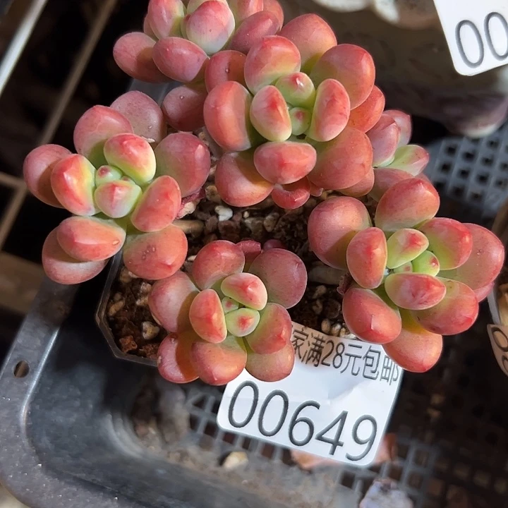 幸运的是我还没遇到幸运