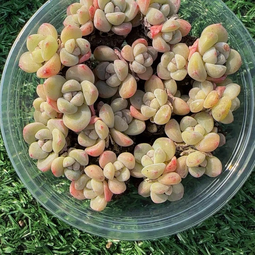 冰糖心小双头12颗一组特价