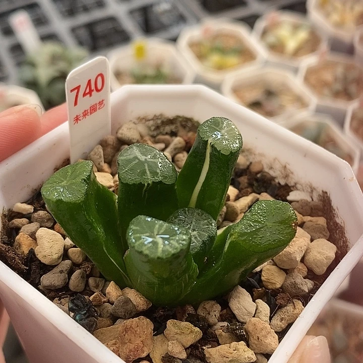 740白妙万象锦一物一拍
