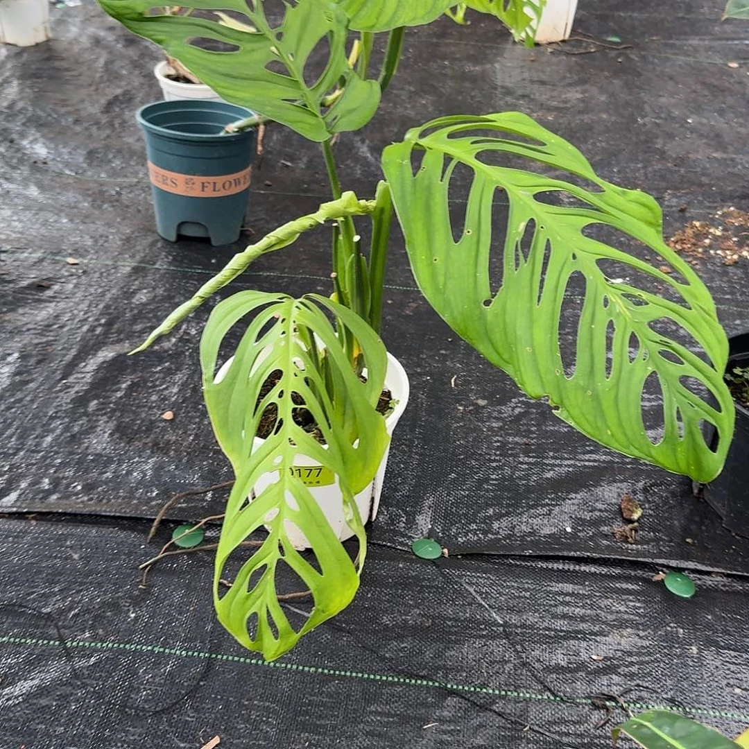 小***咂完全开放0177Me巨洞