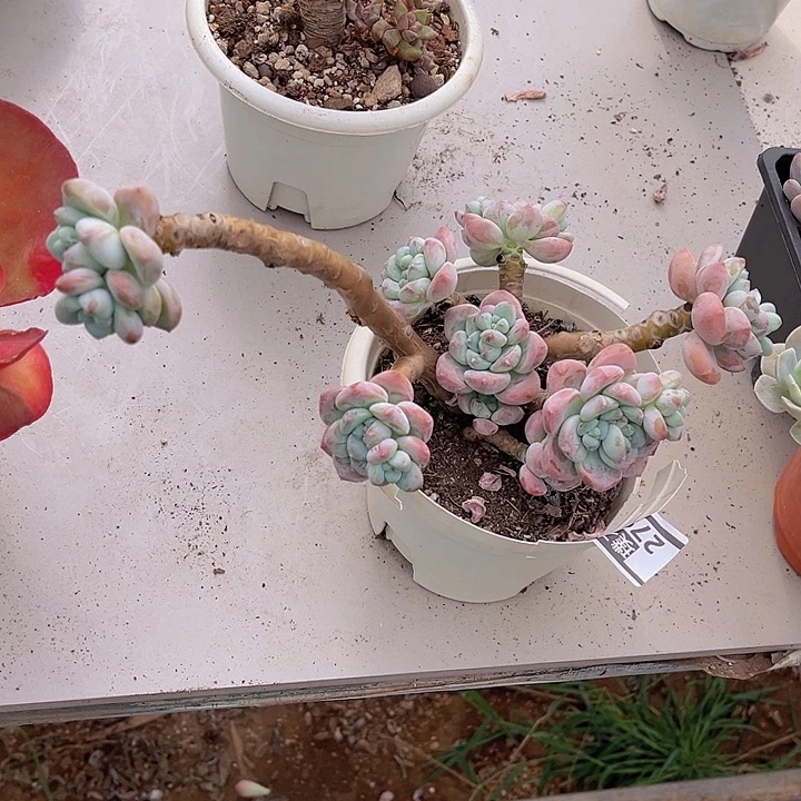 露凝香2794多肉植物