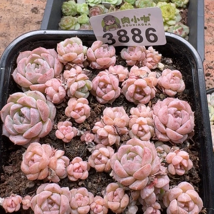 当前无花朵，栽培后可花朵多肉植物多肉植物