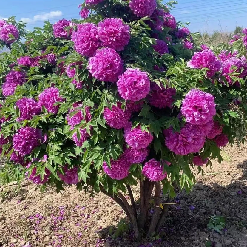 紫斑牡丹重瓣大花耐寒庭院种植打木架包邮到家