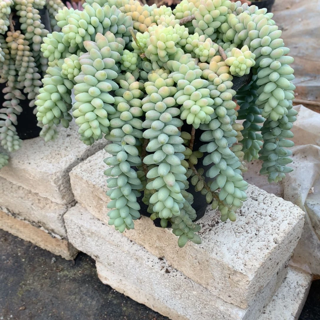 R**樨彩虹玉坠一物一拍