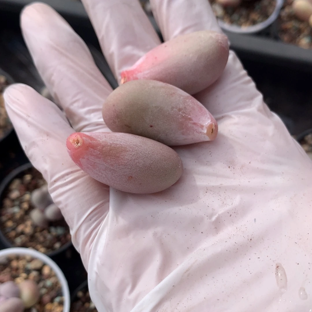 米可奶酪多肉粉色叶片。