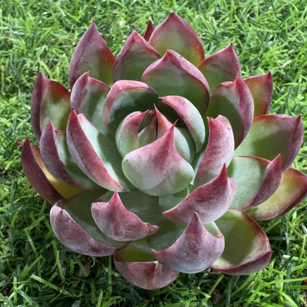 1275惊鸿仙子多肉植物晾晒一下