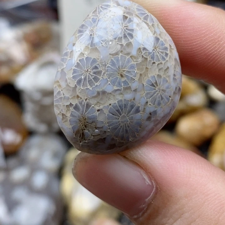 硅化珊瑚（珊瑚玉）未镶嵌颈饰