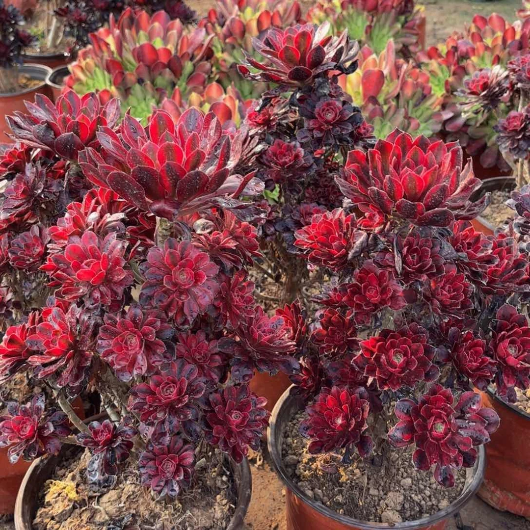 香奈儿木质老桩15.8法师多肉