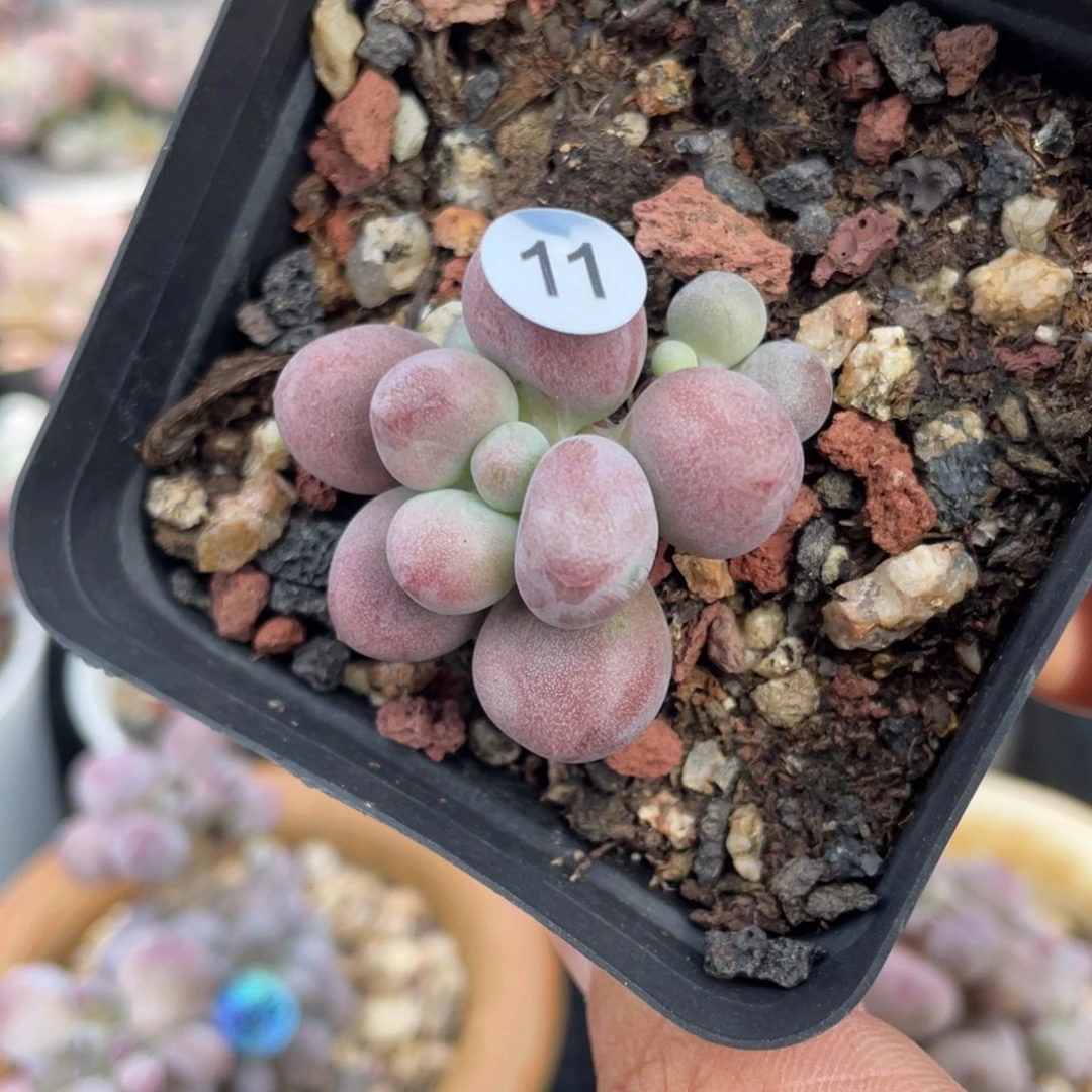 桃花奶酪多肉植物