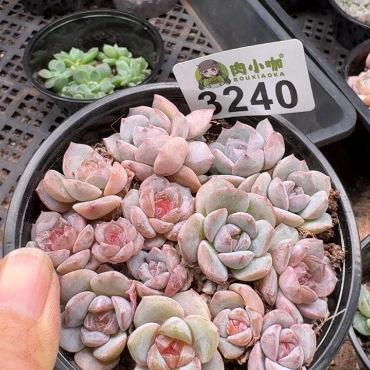 ℡***丶无花朵多肉植物多肉植物