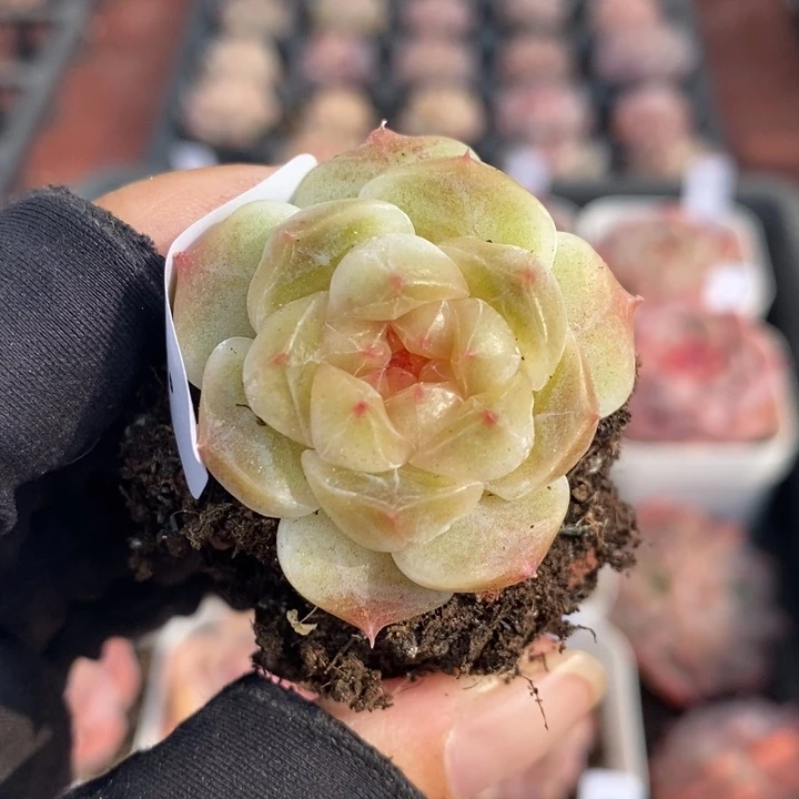 耳***陈1221-540，黄心魄多肉