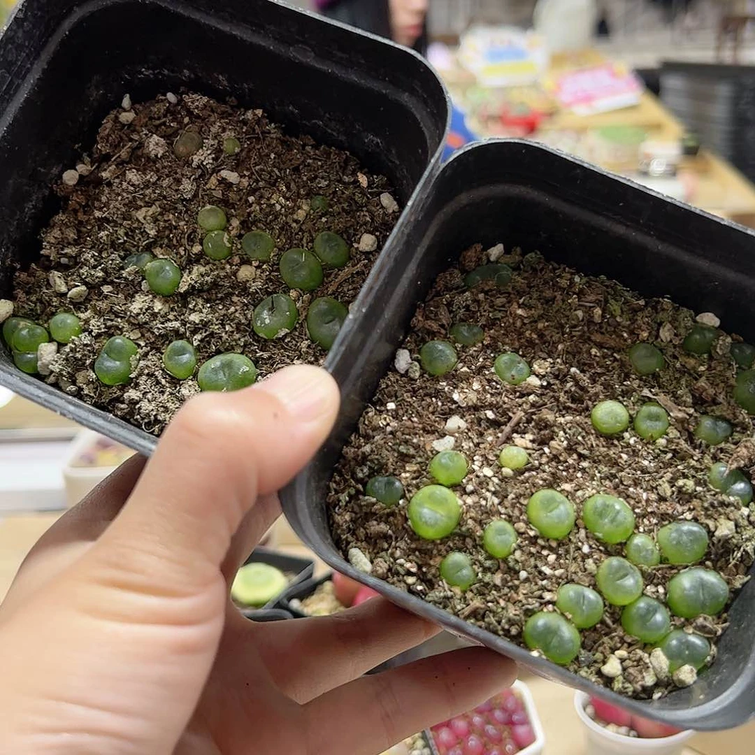 【闪购商品】340 水晶鞋