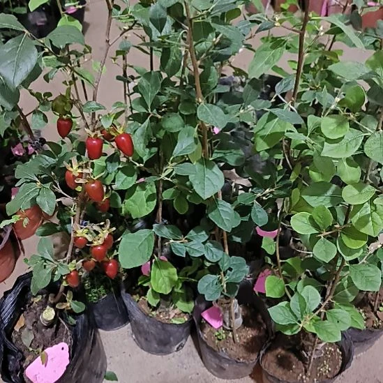 无花朵梦美月带花苞嫁接