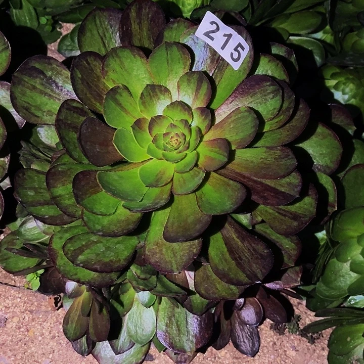 215花月夜多肉植物