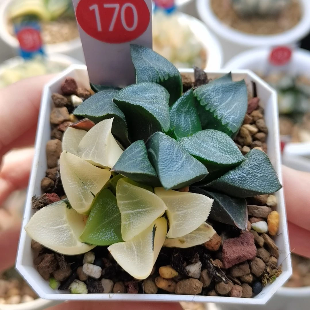 170号中岛克锦一物一拍带盆土发货