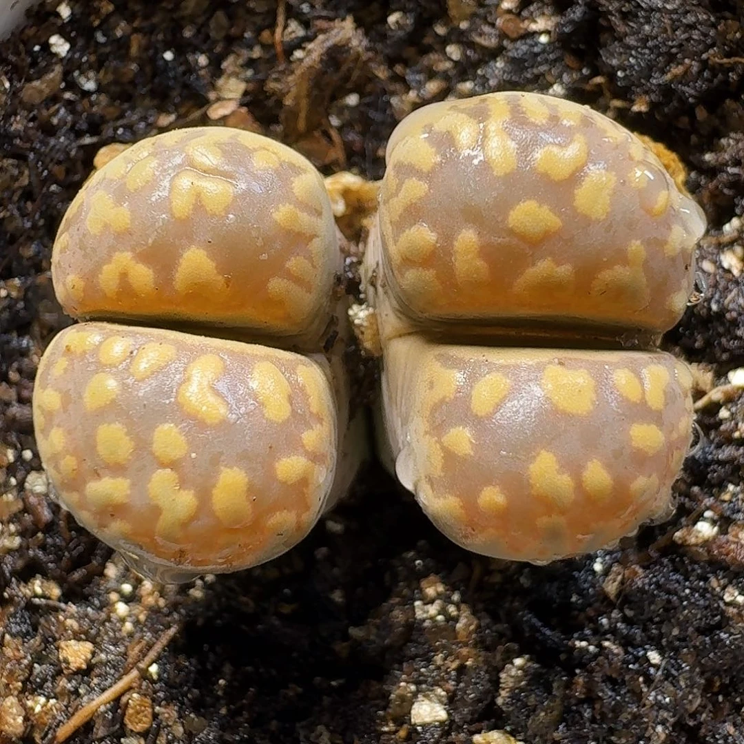 生石花111111。  226