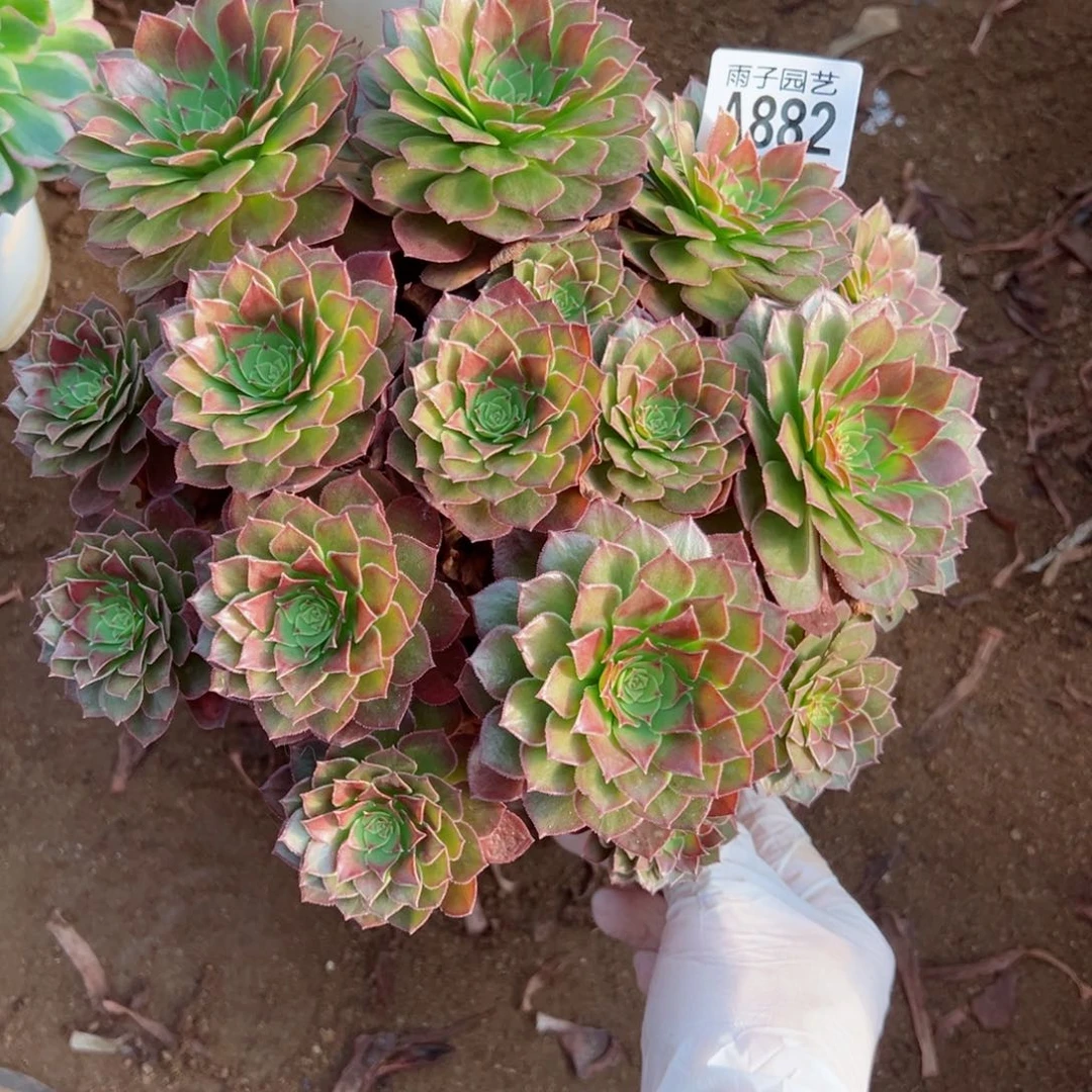 882红魔玫瑰尺寸25左右