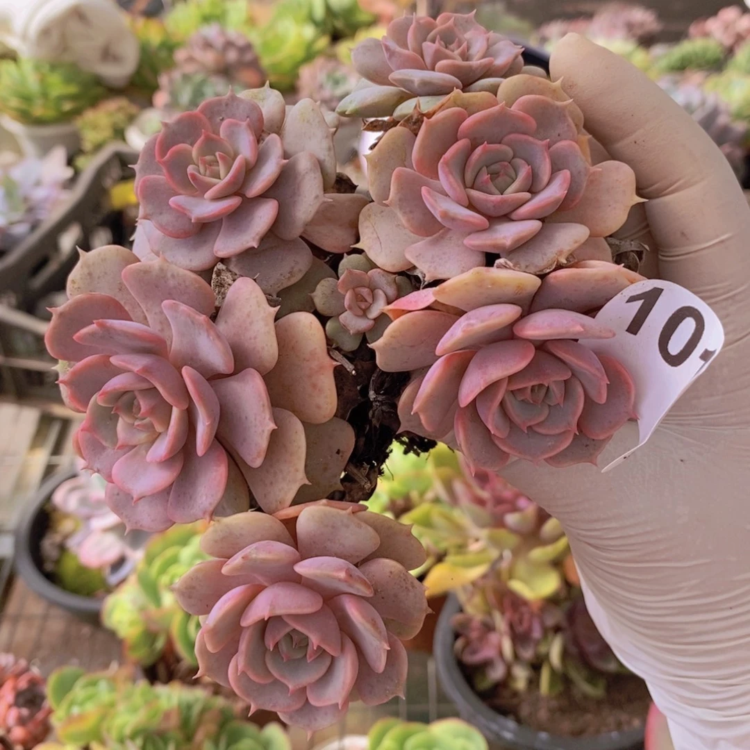 1019粉蝶多头一物一拍