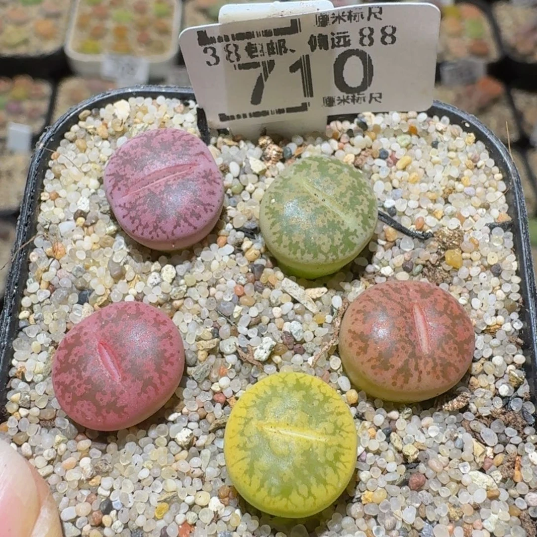 Ssss精品生石花710
