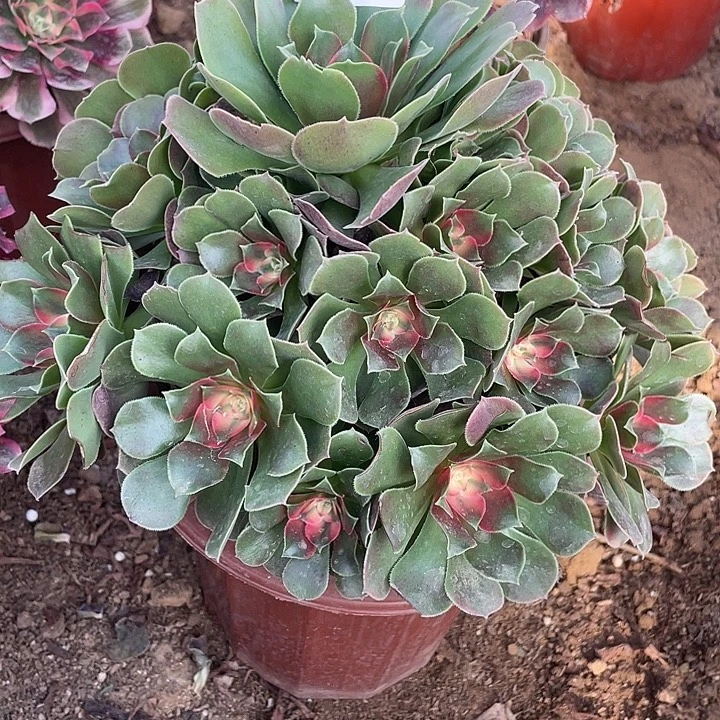 241香妃多肉植物的