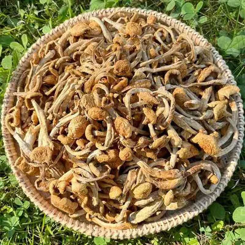 干货新货滑子菇东北香菇新鲜无根小黄菇口感嫩滑营养滑子菇干