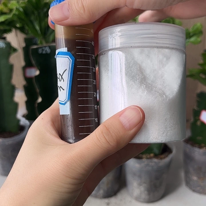七***虹当前无花朵，栽培后可花朵磷酸二氢钾鱼蛋白