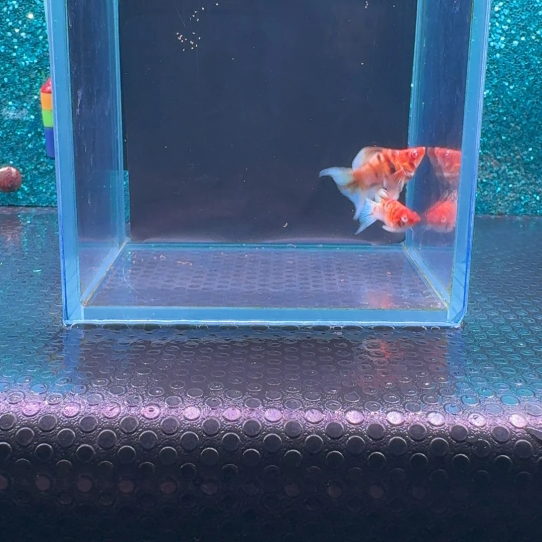 黑玛丽鱼583号玛丽2条