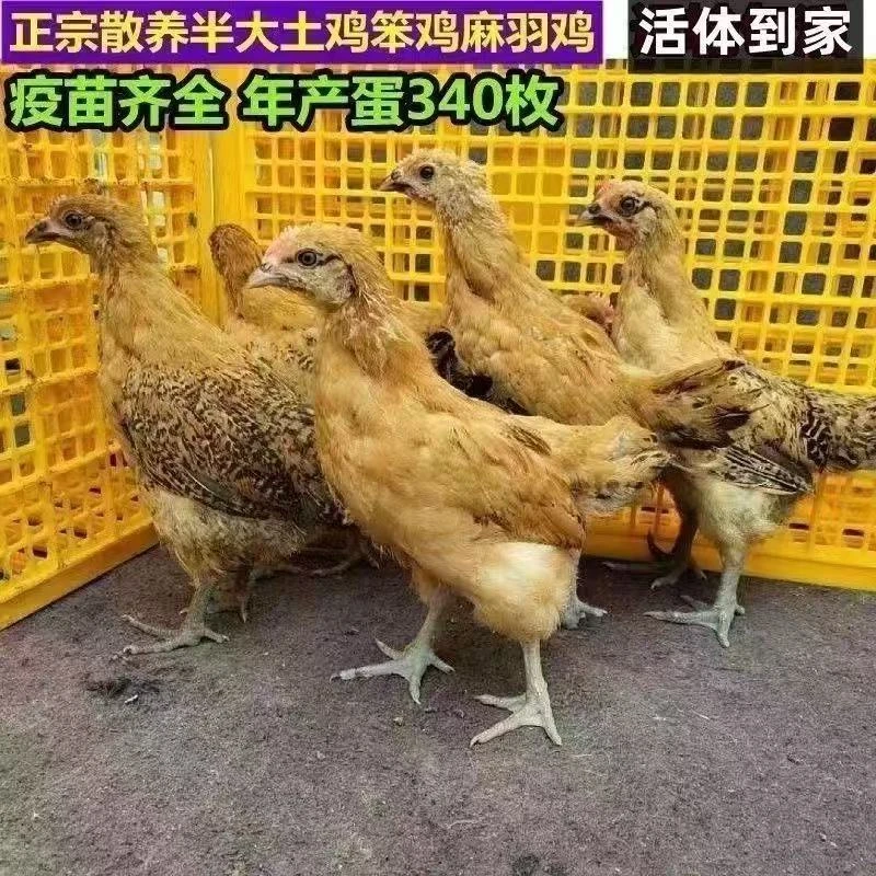 到手12只麻羽鸡大品种宠物活体包邮
