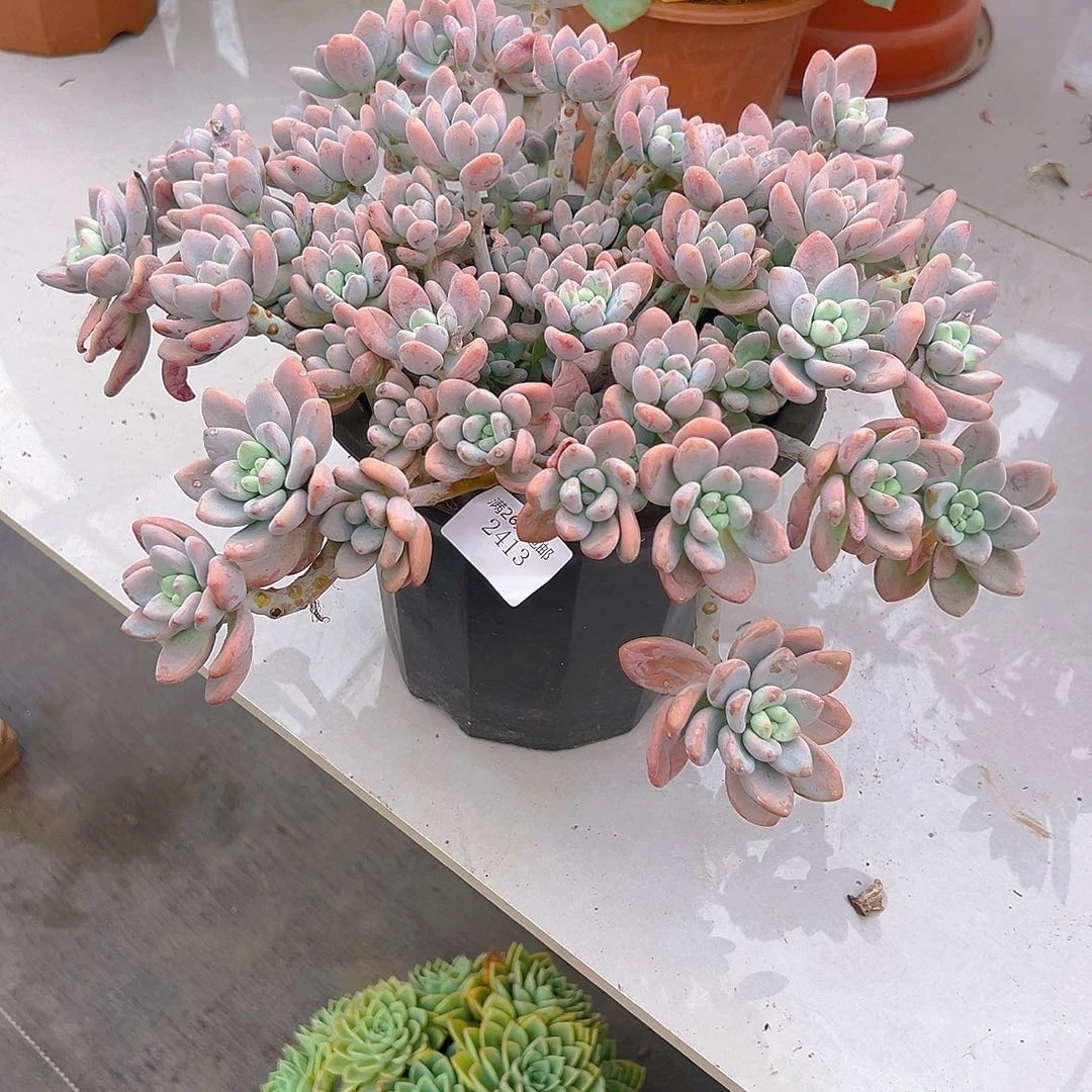 叶***92413洛神多肉植物多肉