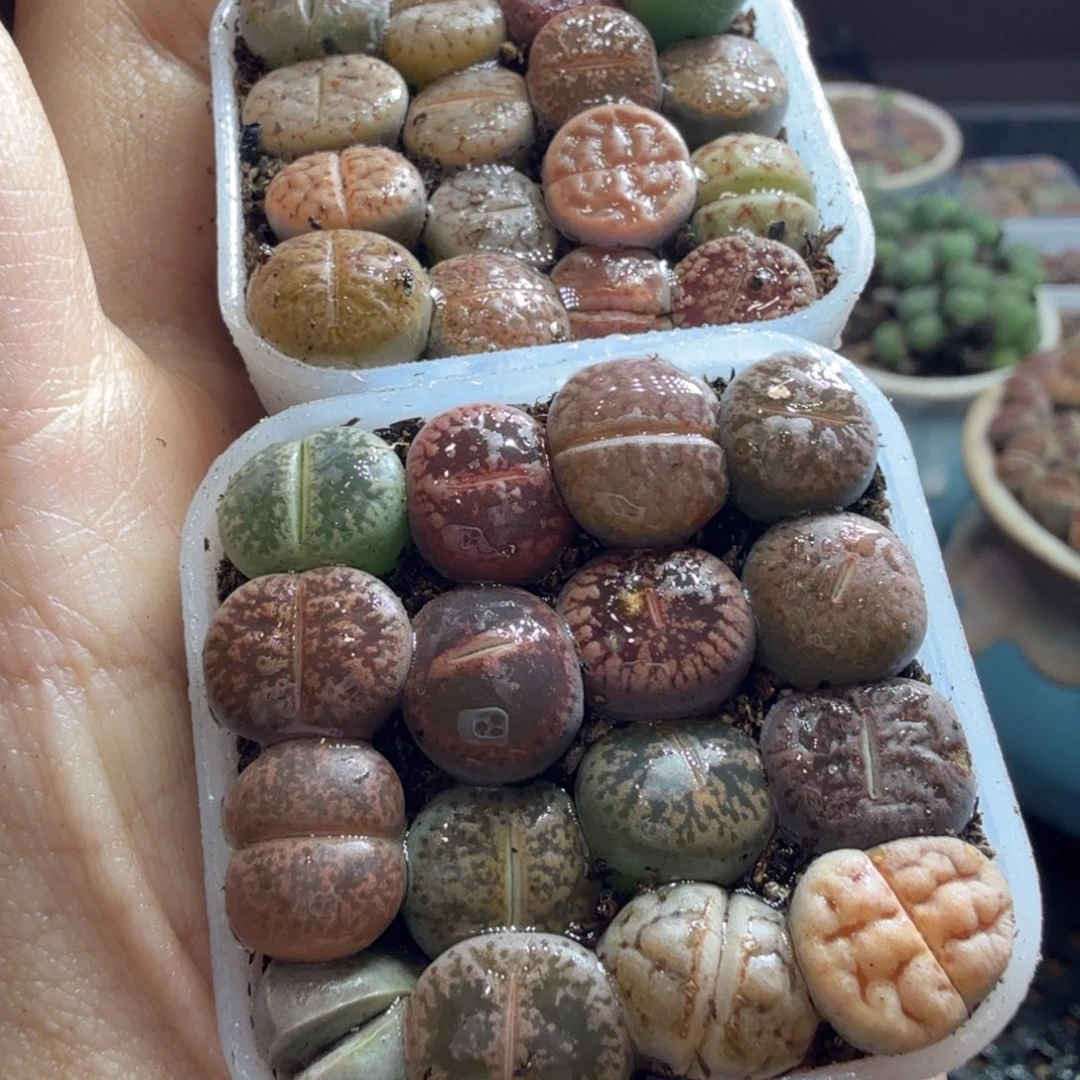 A***酱多肉植物福利来袭冲冲冲817