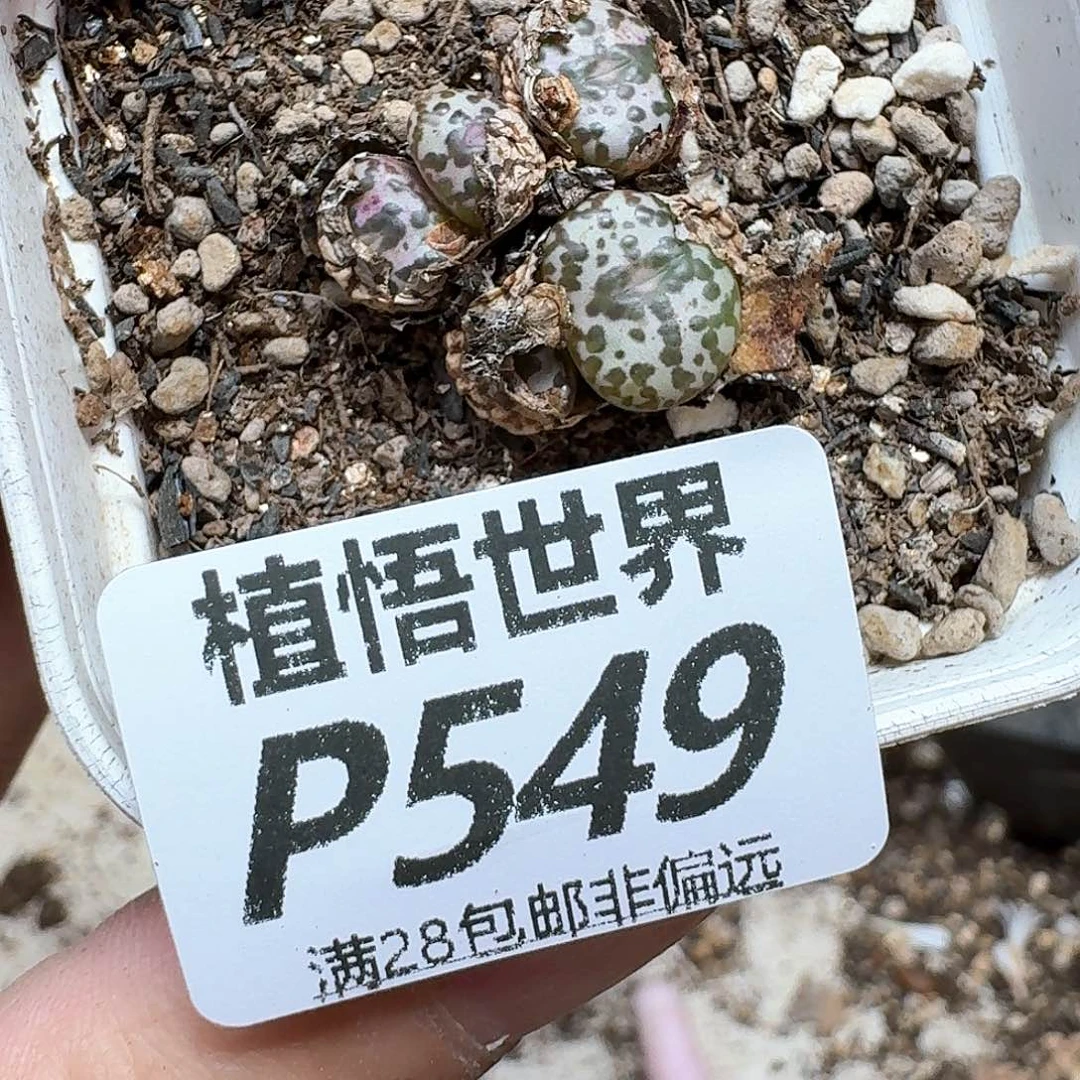 多肉植物的润泽发发