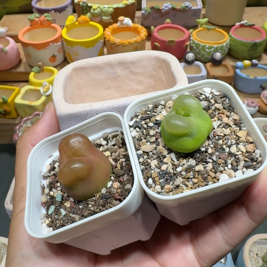 小***吖蘑菇1004毛汉尼多肉植物