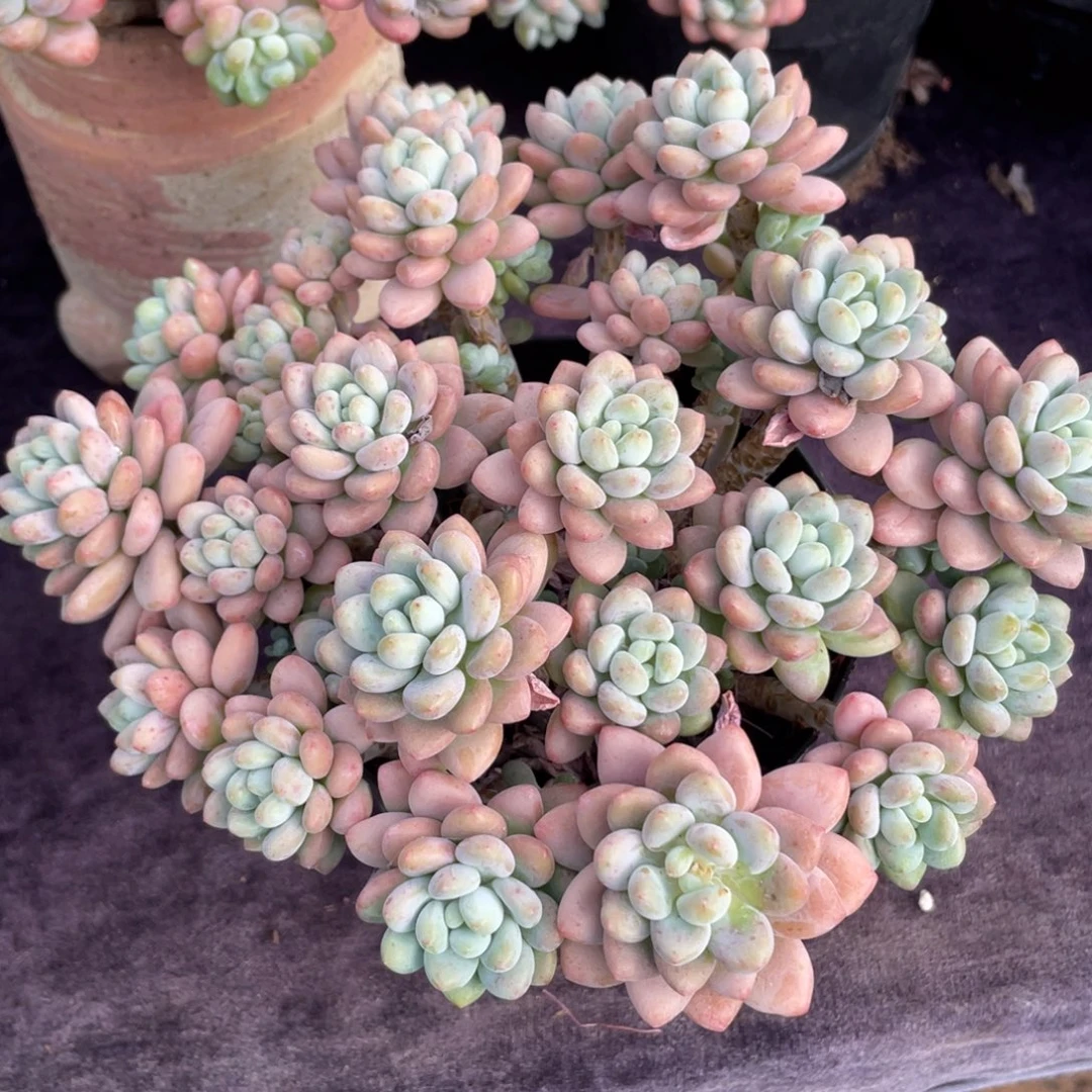 V****鱼子酱群生多肉植物一物一拍