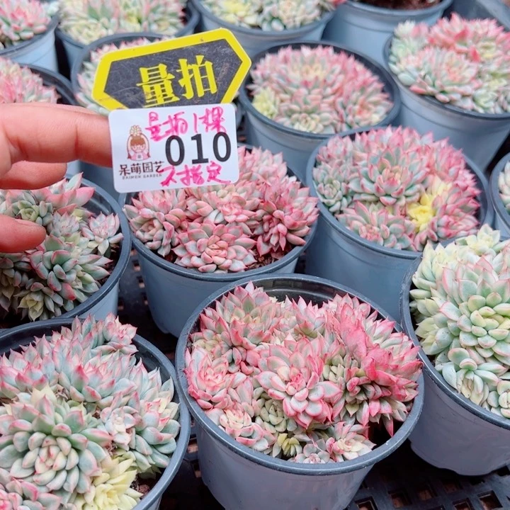 多肉植物多肉植物