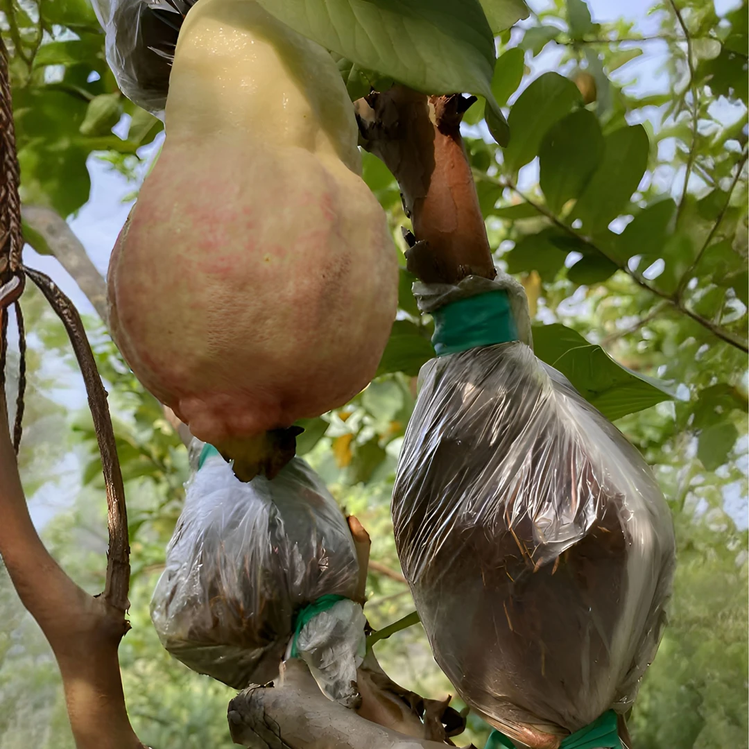 广东中山百年老品种苹果老胭脂红番石榴高压苗(高50cm)