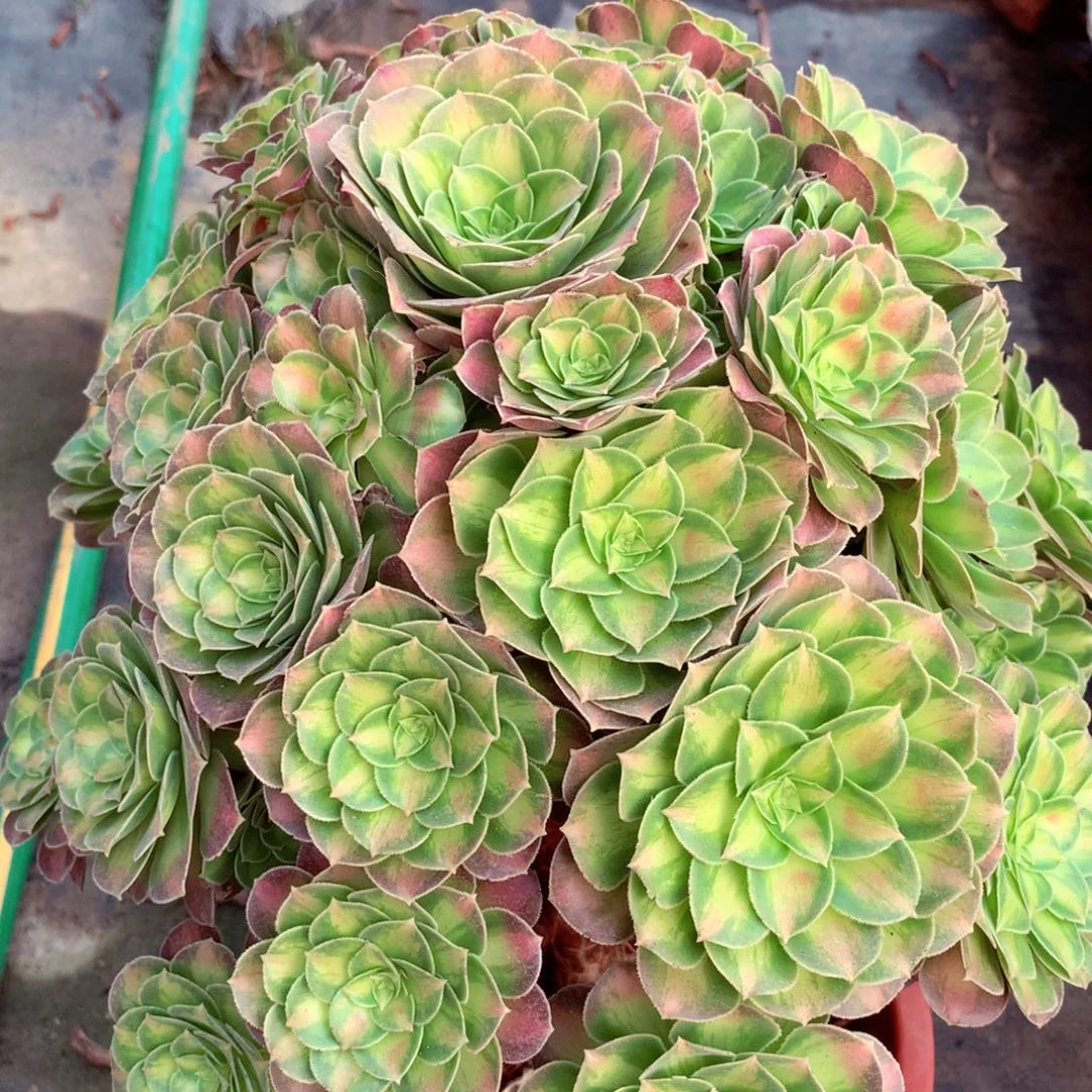 厚叶韶华，多肉植物
