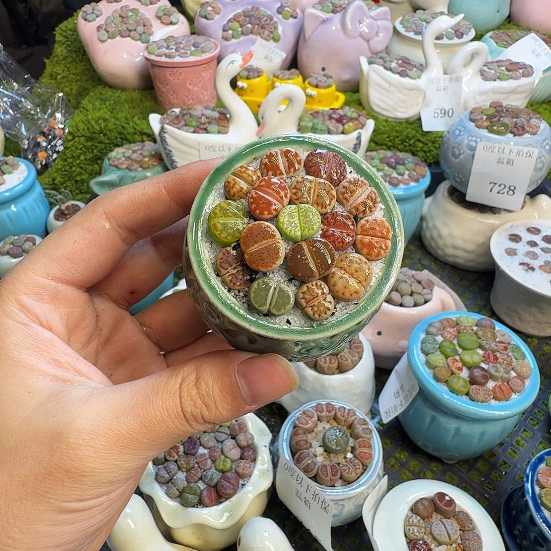 多肉葡萄的味道真的750