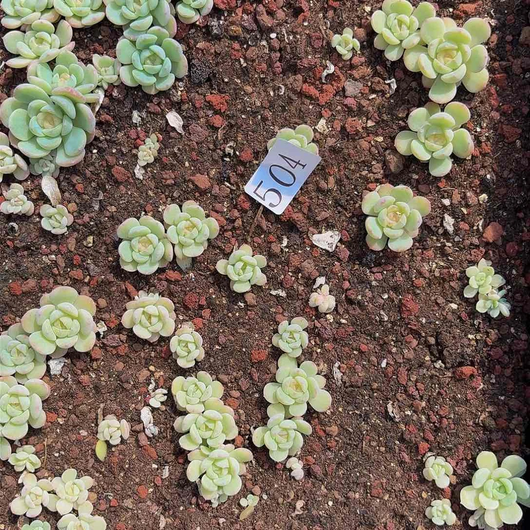 乔*多肉植物多肉植物504