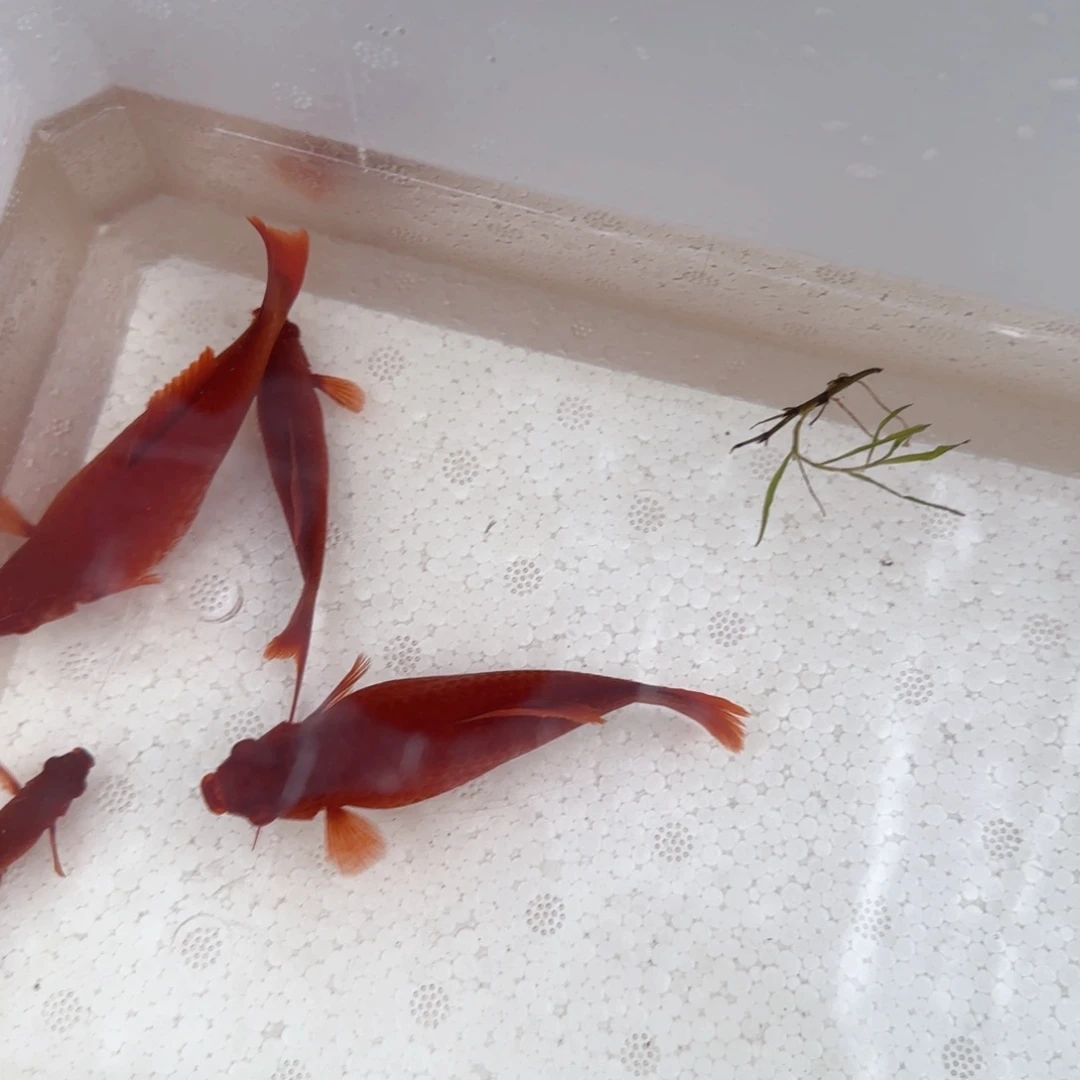 孔雀鱼大红箭4条