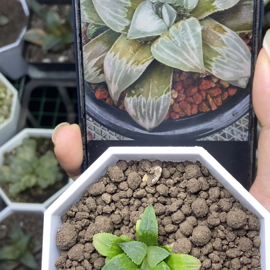 白百何s实生寿一物一拍