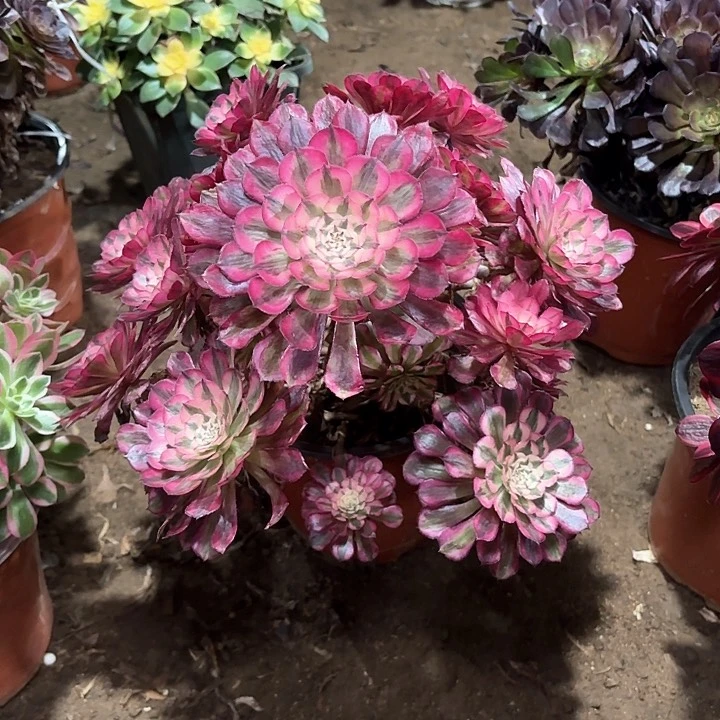 周*生多肉植物红铜白141