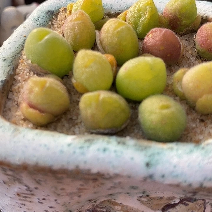 长毛毛翠滴2颗。