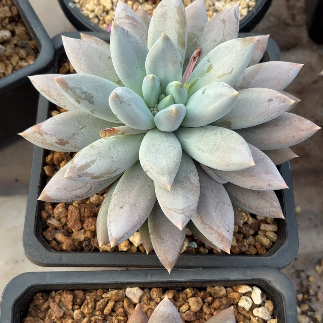 孤***）哥特萝莉多肉植物