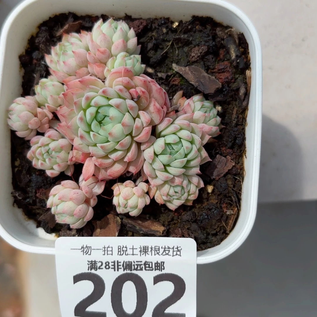 小粉梅无盆土发货